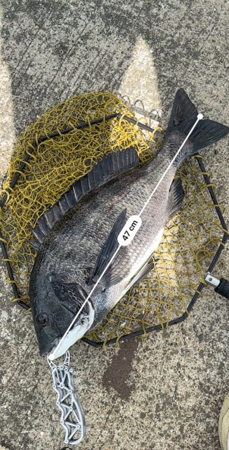 ヘチってきました