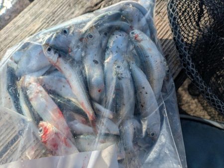 福田漁港   激渋朝まづめアジング