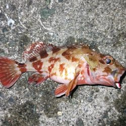 カサゴ祭ん🥹‪