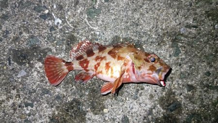 カサゴ祭ん🥹‪