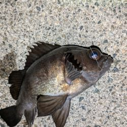 カサゴ＆メバル