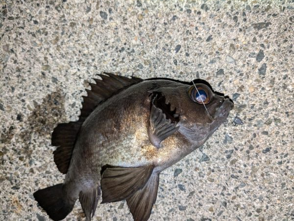 カサゴ＆メバル