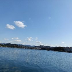 2/7釣果のっこみチヌ