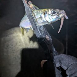 陸っぱり釣行記