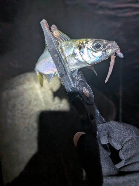 陸っぱり釣行記