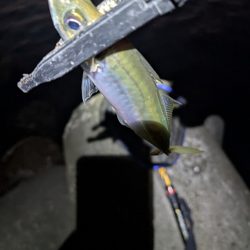 陸っぱり釣行記