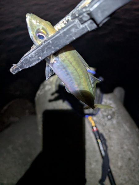 陸っぱり釣行記