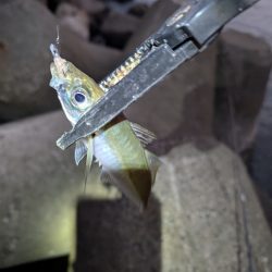 陸っぱり釣行記