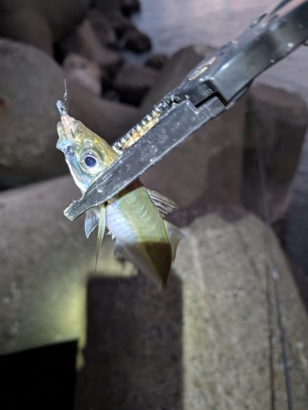 陸っぱり釣行記