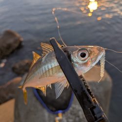 陸っぱり釣行記