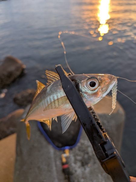陸っぱり釣行記