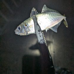 陸っぱり釣行記