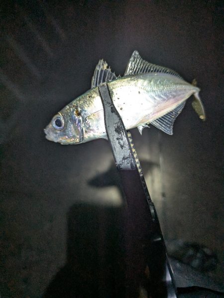 陸っぱり釣行記