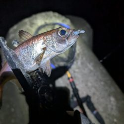 陸っぱり釣行記