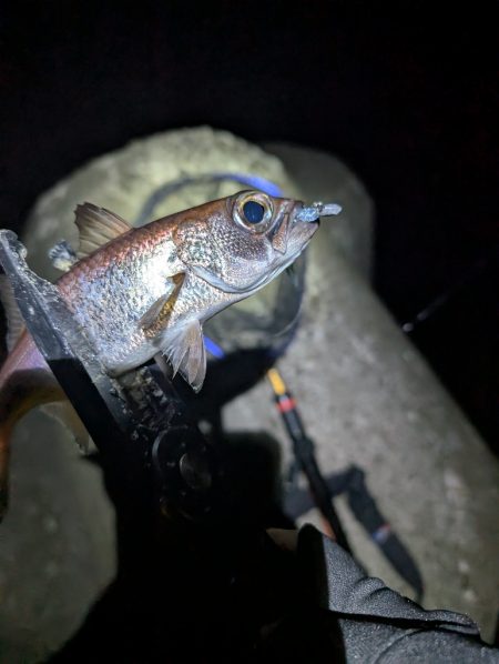 陸っぱり釣行記