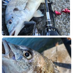 市内河川チニング