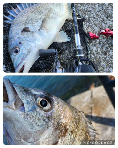 市内河川チニング