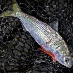 広島敷石ネチネチニング