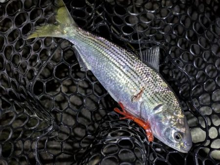 広島敷石ネチネチニング