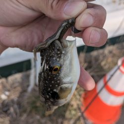 広島冬チニング