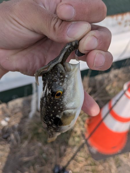 広島冬チニング