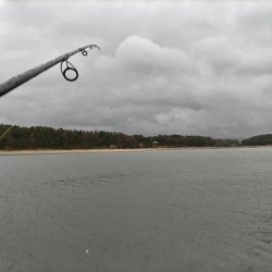 キビレが釣れました!