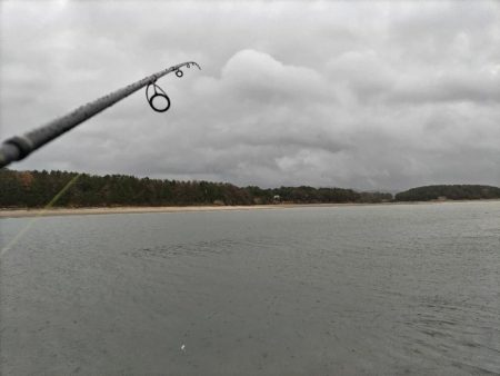 キビレが釣れました!