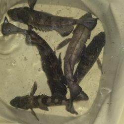 メバル釣果上向き