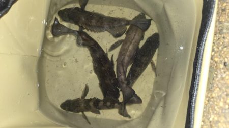 メバル釣果上向き