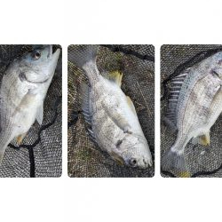 広島チニングでドデカカレイ！