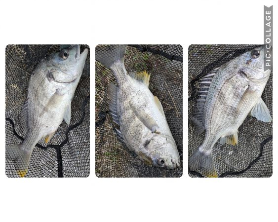 広島チニングでドデカカレイ！