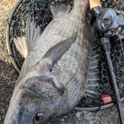 大寒波チニング