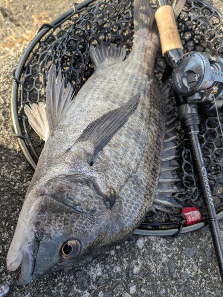 大寒波チニング