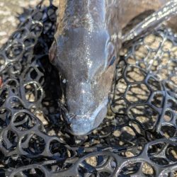 広島チニング 久しぶりにツ抜け！