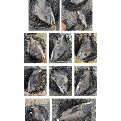 広島敷石チニング〜触角フック無双〜