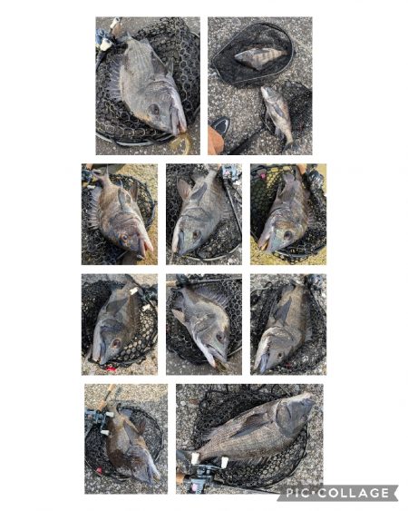 広島敷石チニング〜触角フック無双〜