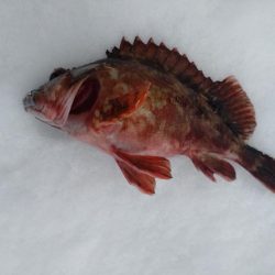 カサゴ1匹のみ…