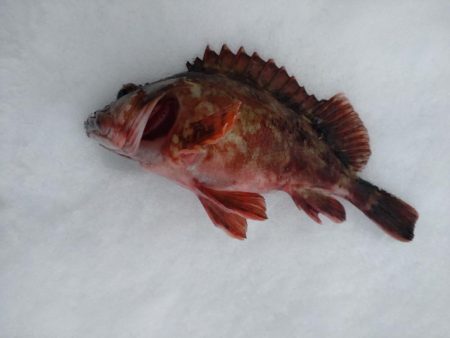 カサゴ1匹のみ…