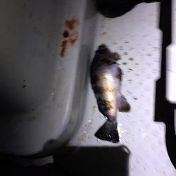 癒し、、、否、極寒のメバル