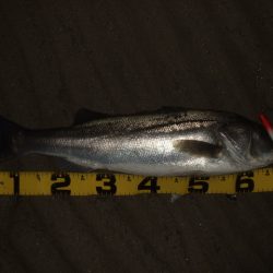 今年初シーバス釣行で…