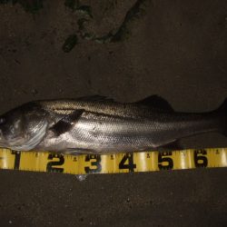 ボラが増えてきた