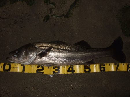 ボラが増えてきた