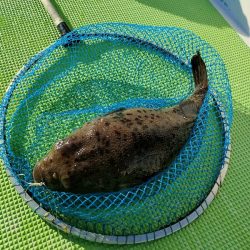 カットウフグ☆えさ政より