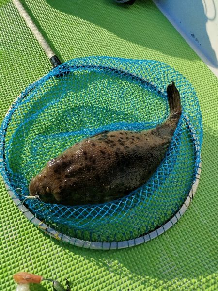 カットウフグ☆えさ政より