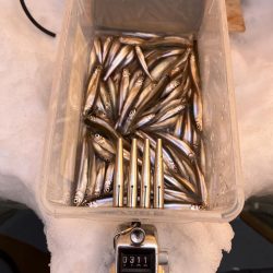 桧原湖氷上ワカサギ