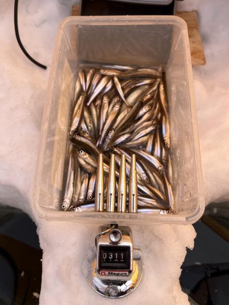 桧原湖氷上ワカサギ