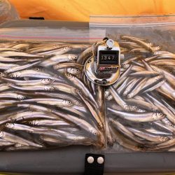 秋元湖氷上ワカサギ