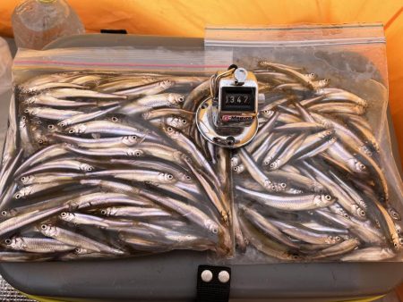 秋元湖氷上ワカサギ