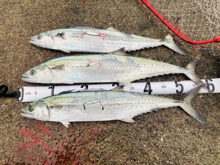 久々のマルチヒット