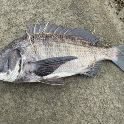 イチノ兄弟、釣果!